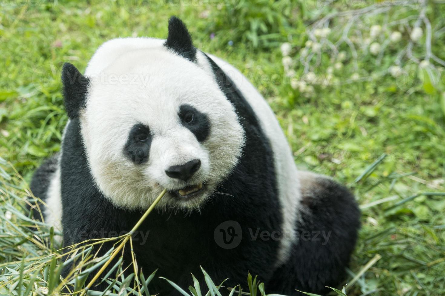 panda gigante mientras come bambú foto