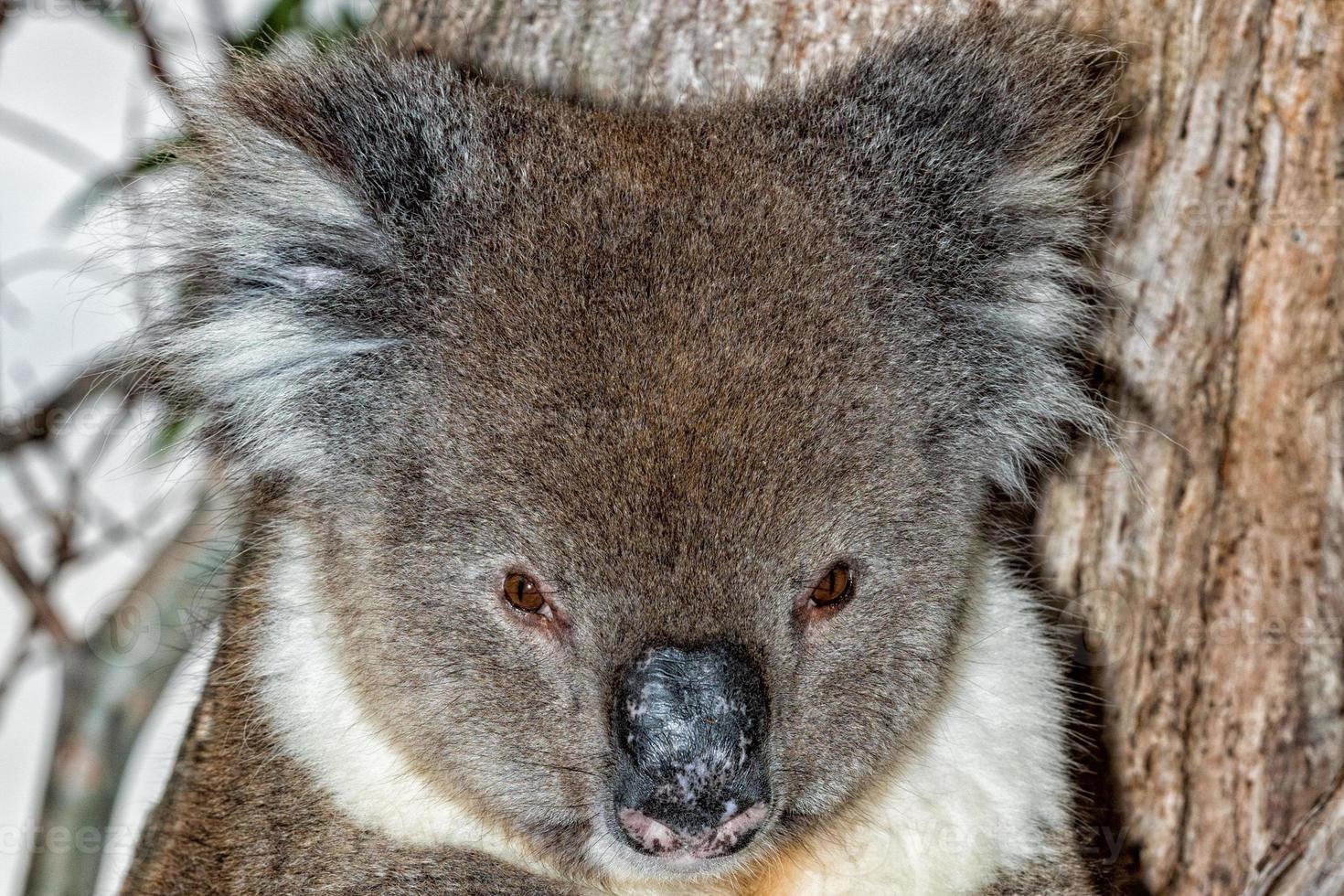 Wild koala on a tree while looking at you photo