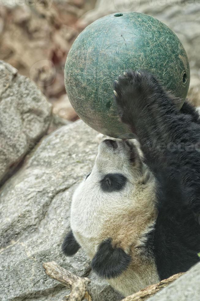 giant panda while playing with a ball photo