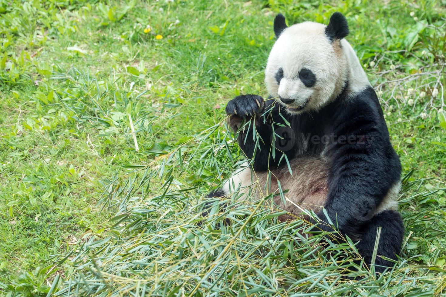 giant panda while eating bamboo photo