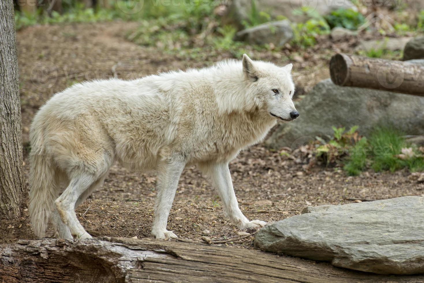 white wolf closeup photo