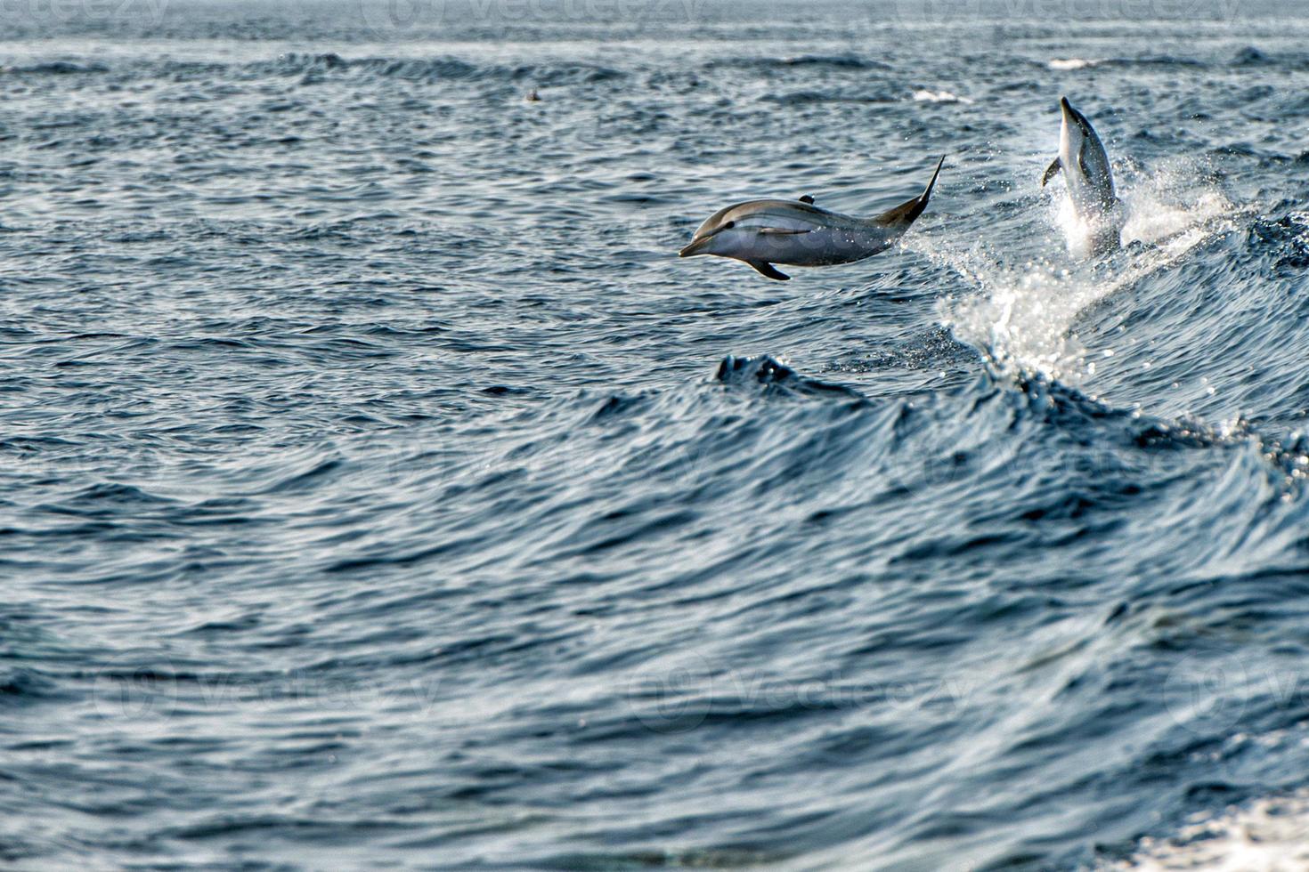 delfines saltando en el mar azul profundo foto