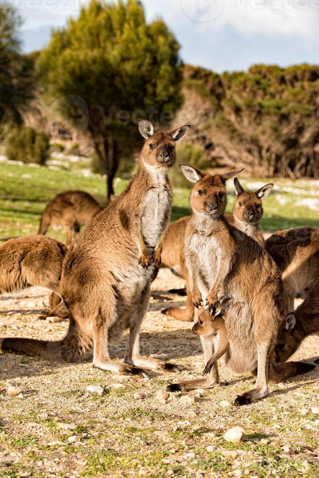 Kangaroo mother father and son portrait photo