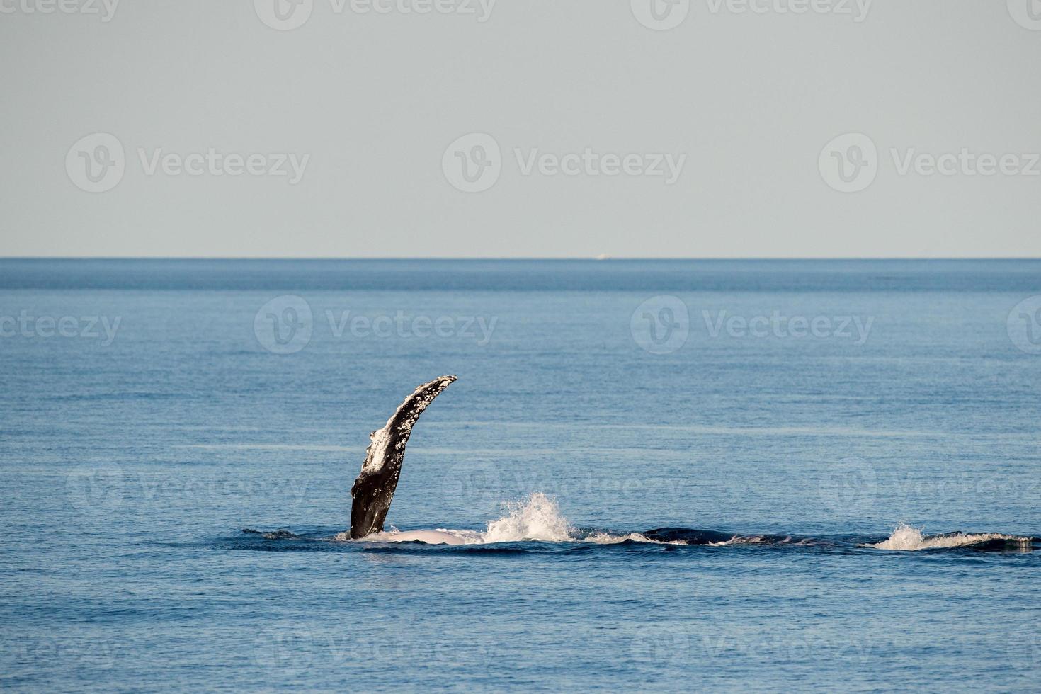 Humpback whales swimming in Australia photo