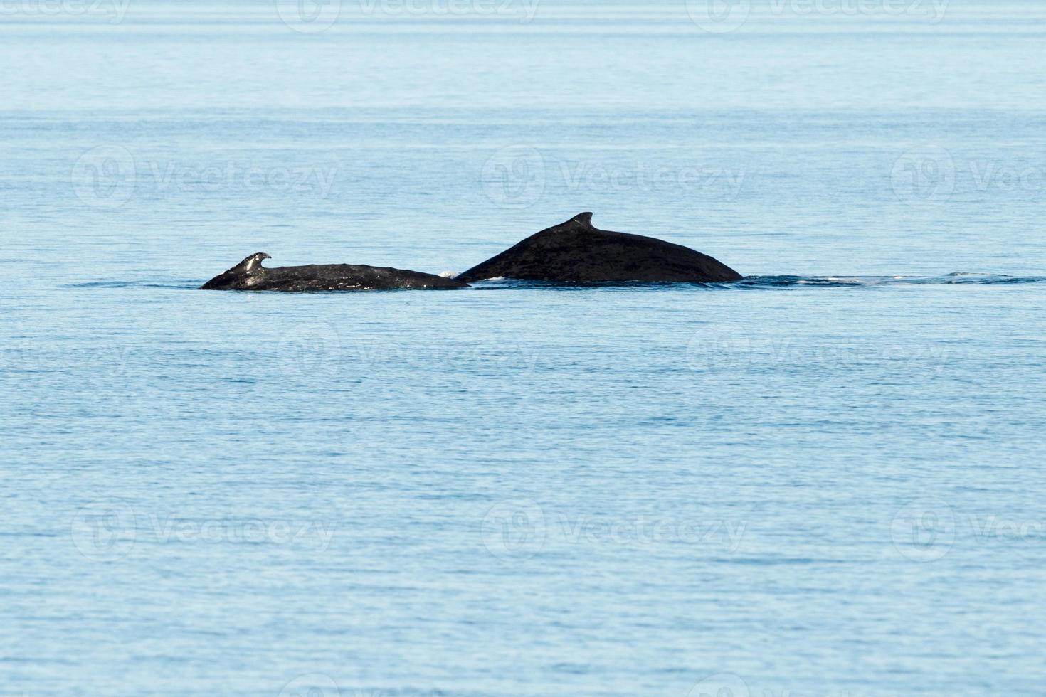 Humpback whales swimming in Australia photo