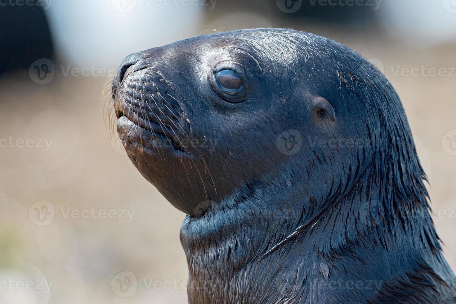 bebé recién nacido león marino en la playa foto