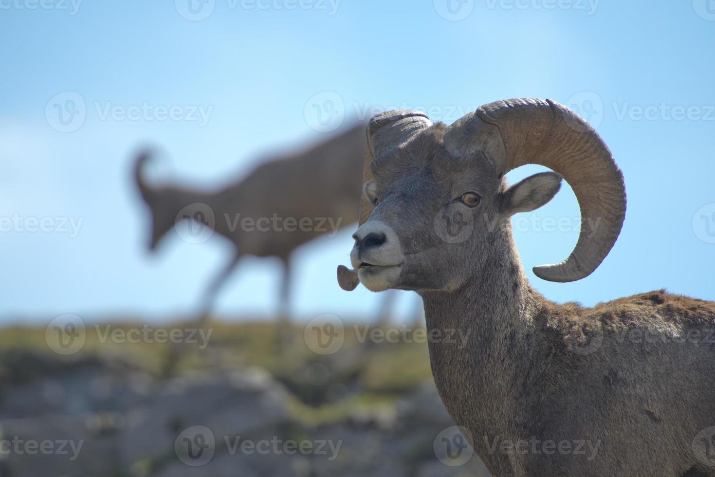 Big Horn portrait photo