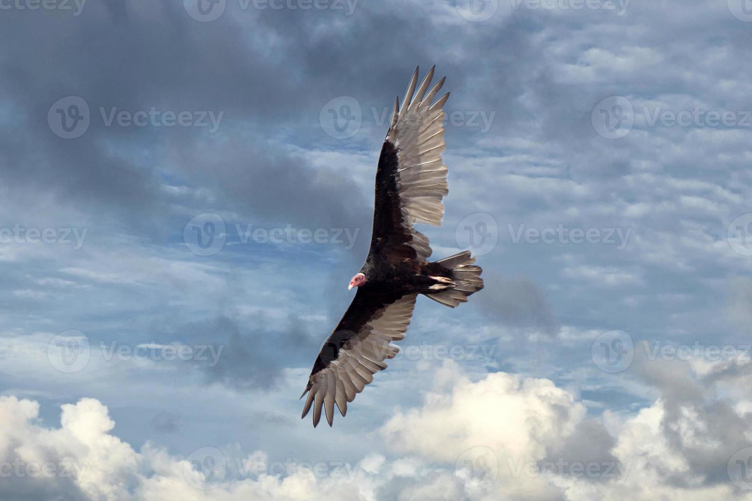 buzzard vulture flying in the deep blue sky photo