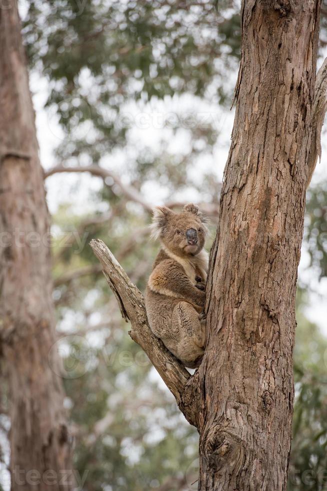 Wild koala on a tree photo