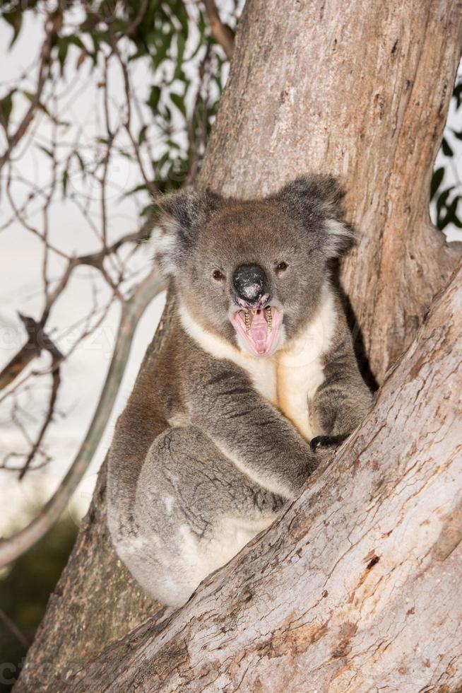 Wild koala on a tree while yawning photo