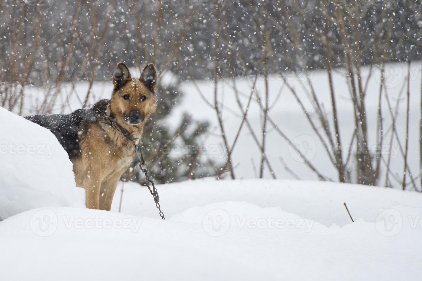 perro bajo la nieve foto