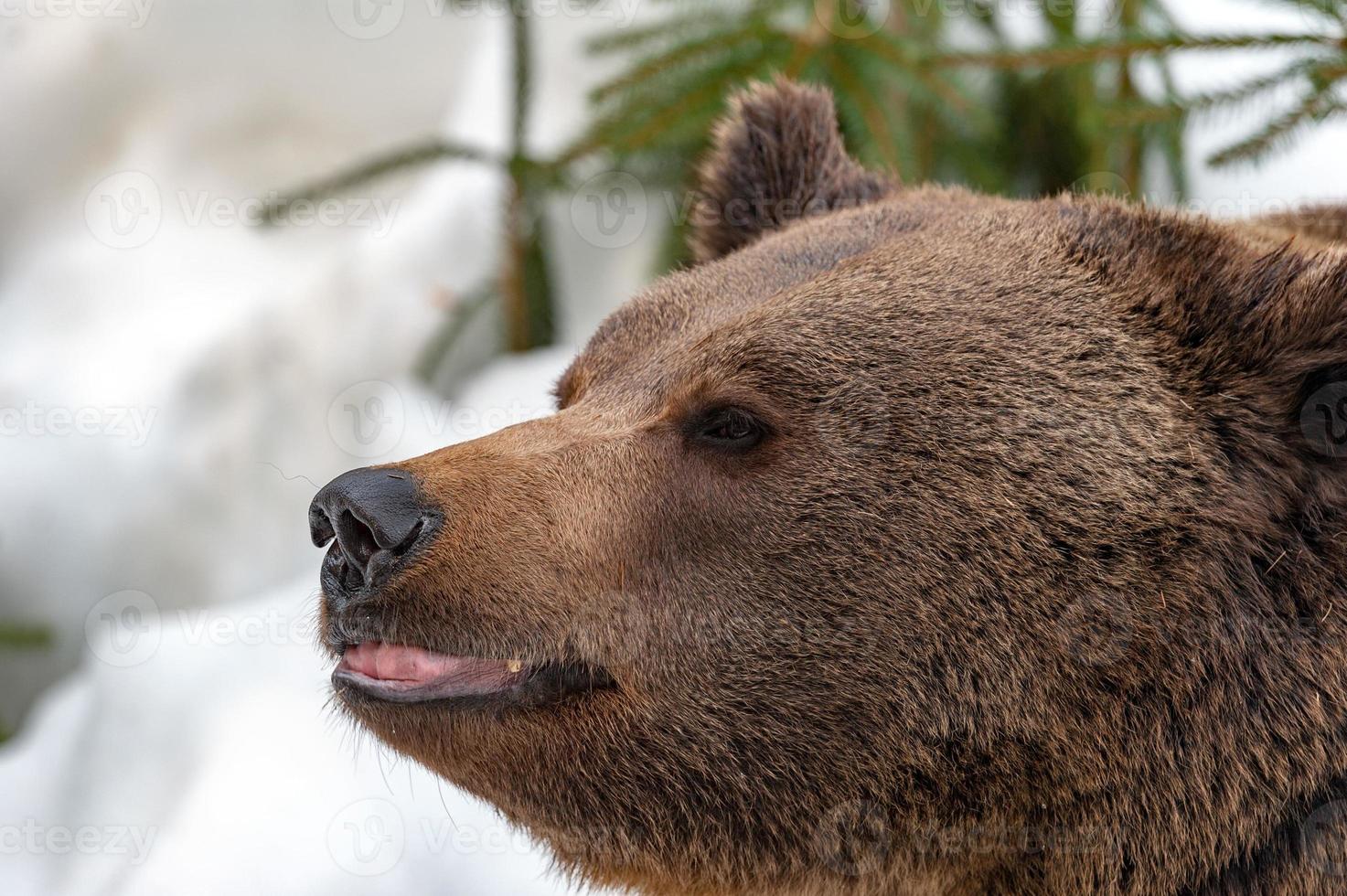 oso pardo en el fondo de la nieve foto