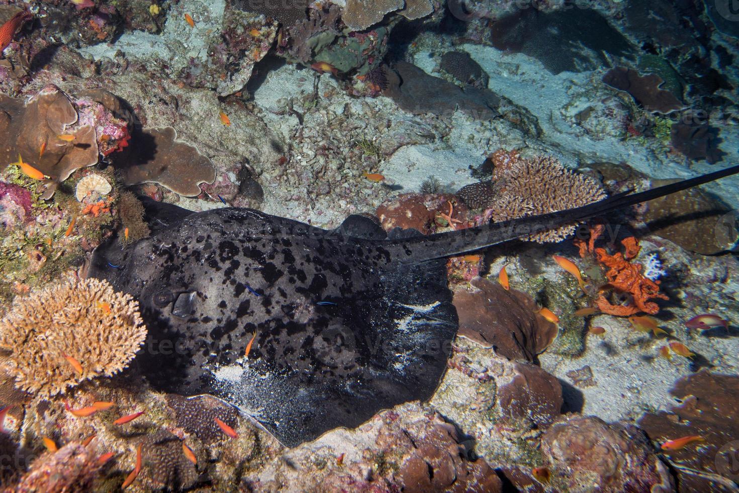 giant blackparsnip stingray fish eye detail photo