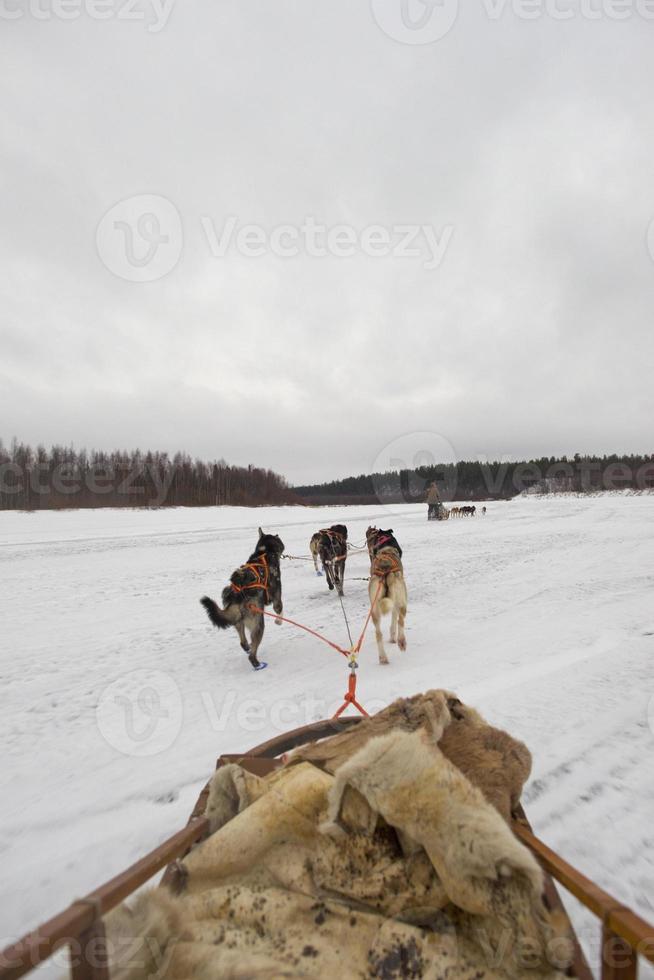 sledding with sled dog in lapland in winter time photo