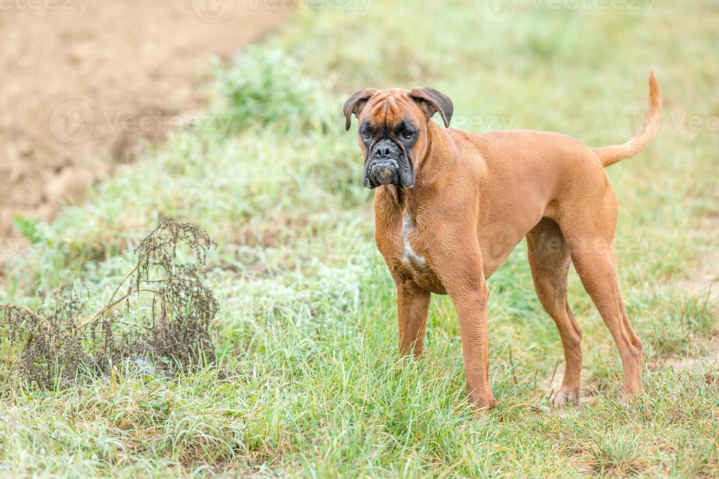 dog boxer young puppy while sitting on green grass photo