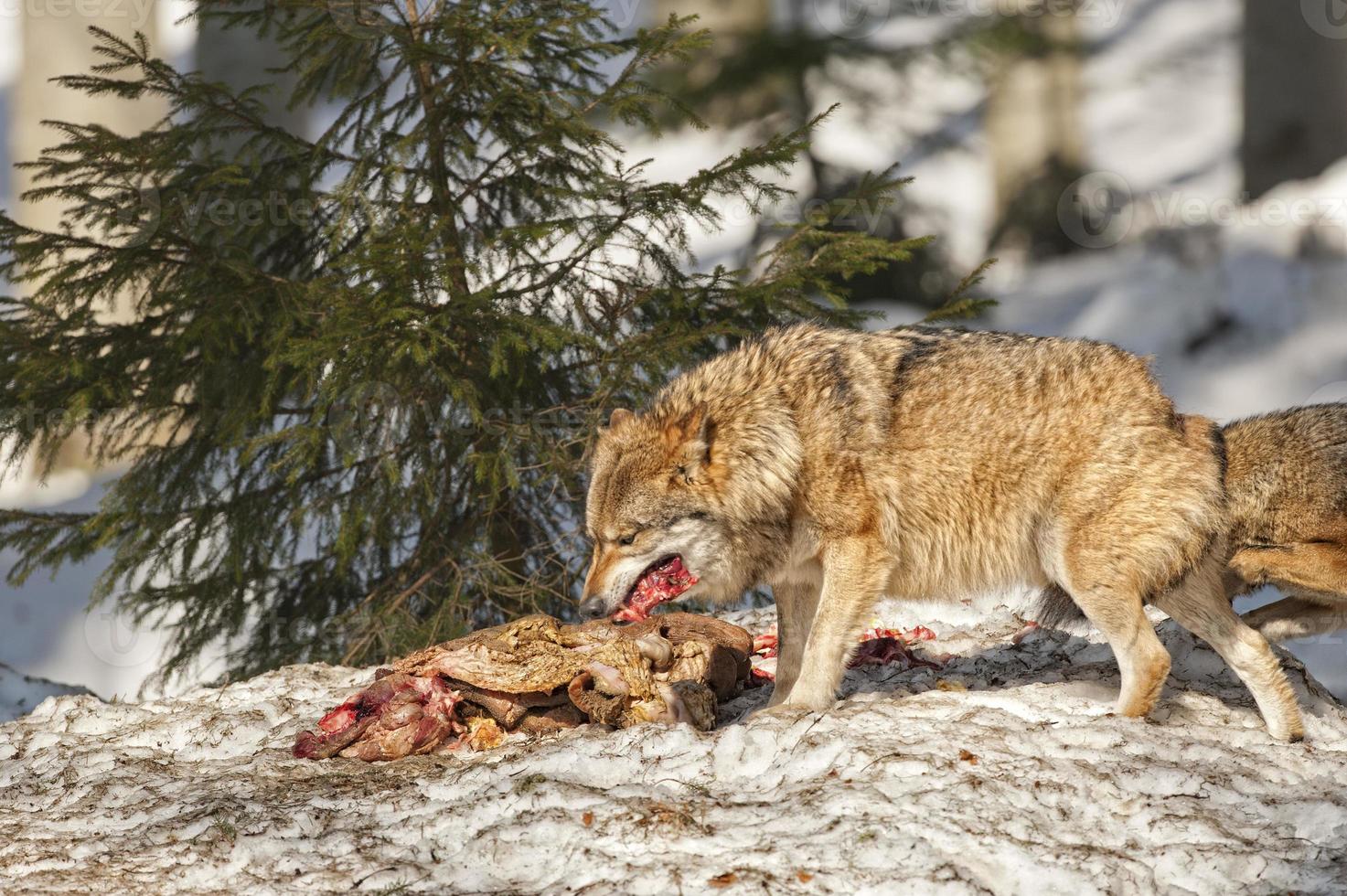 wolf eating in the snow photo