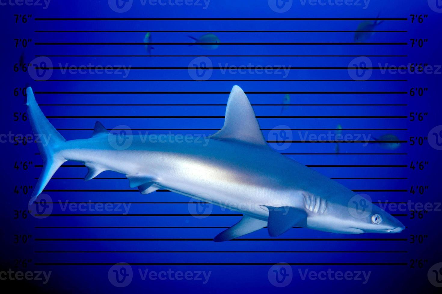 Grey shark jaws ready to attack underwater close up portrait photo