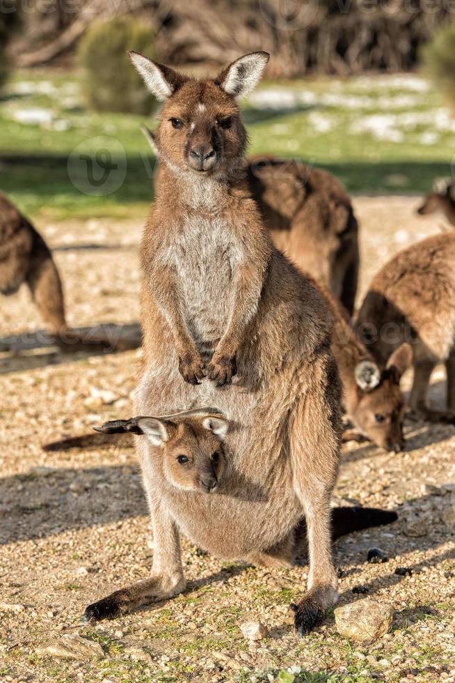 Kangaroo mother and son portrait  looking at you photo