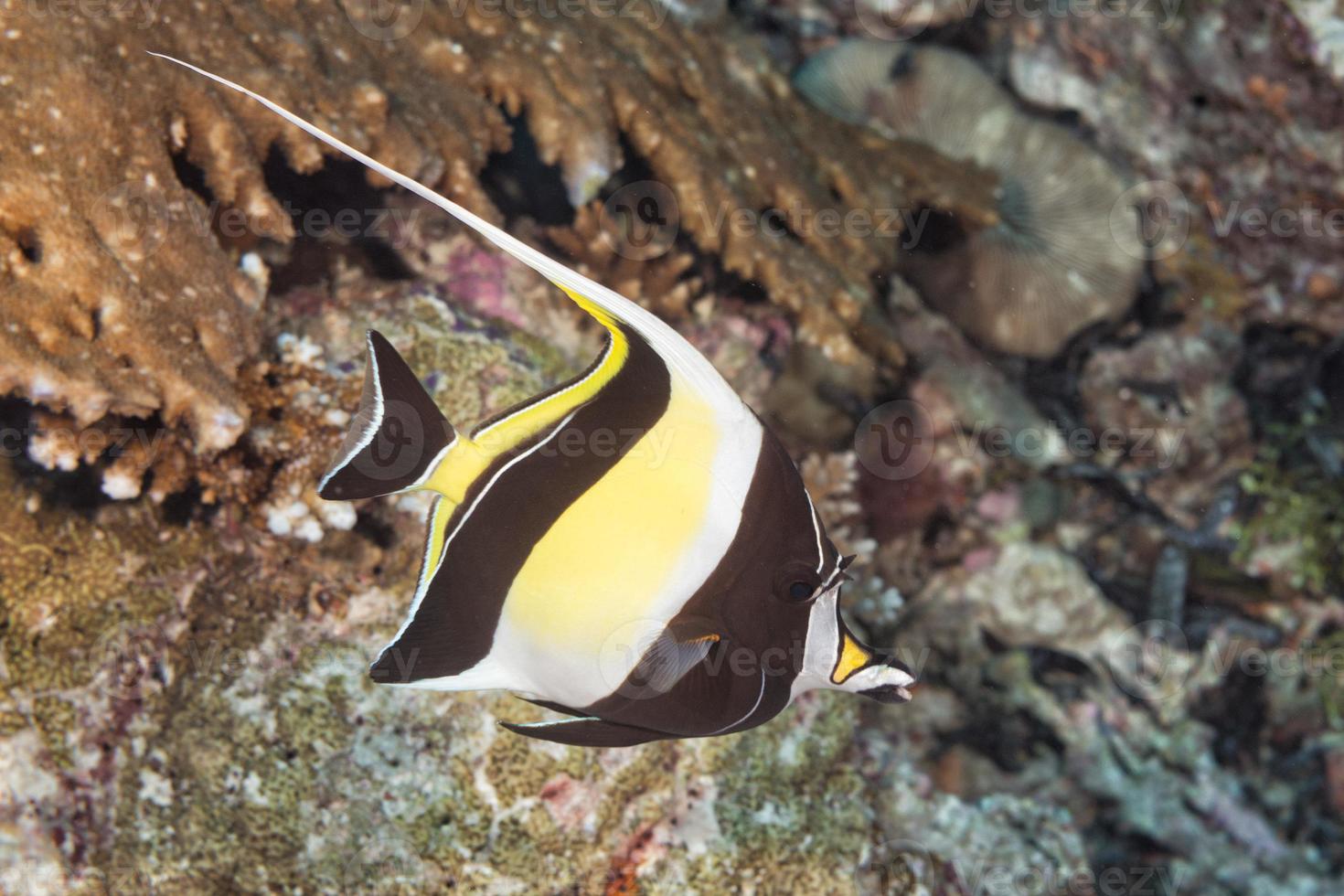 Moorish idol fish photo