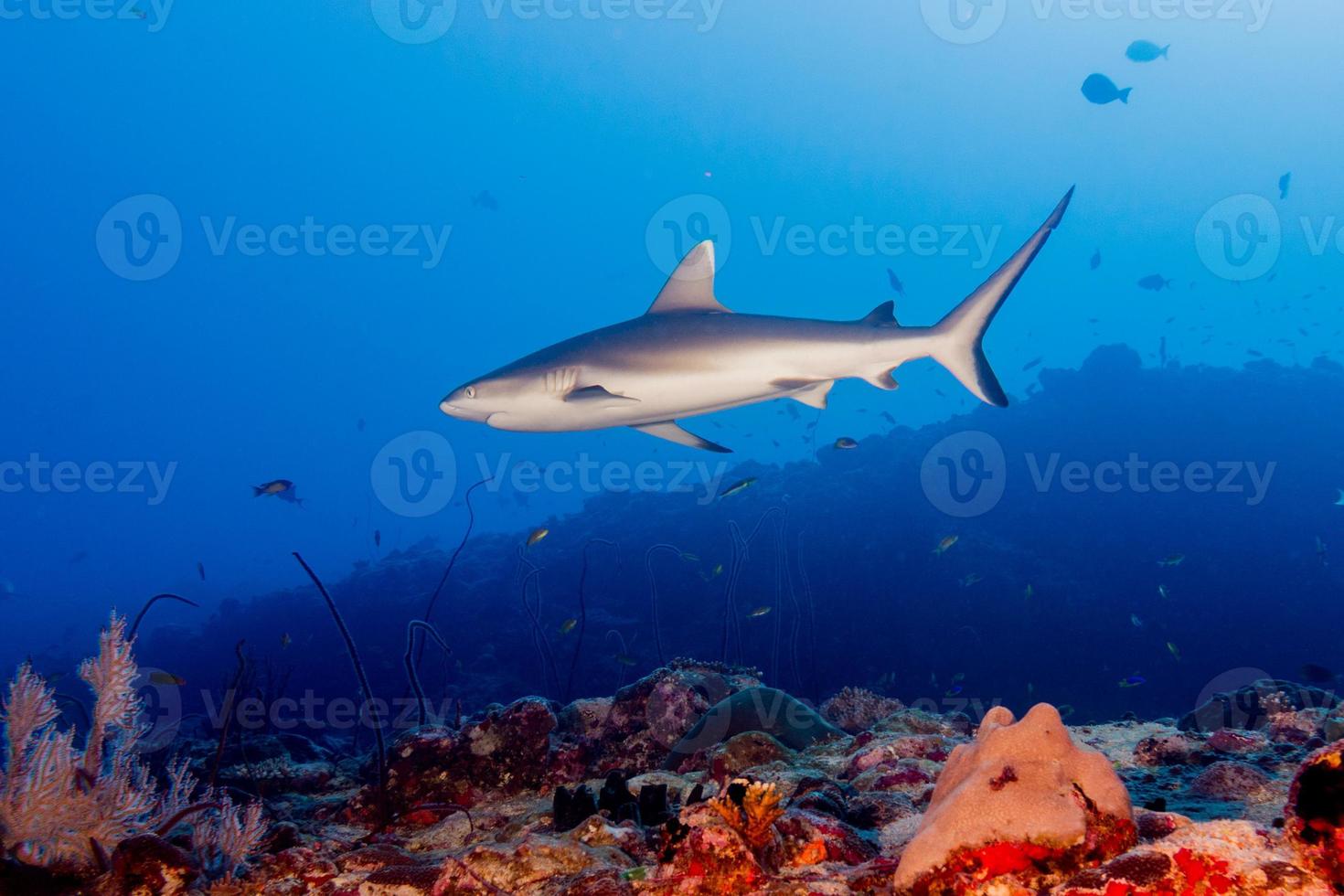 Grey shark jaws ready to attack underwater close up portrait photo