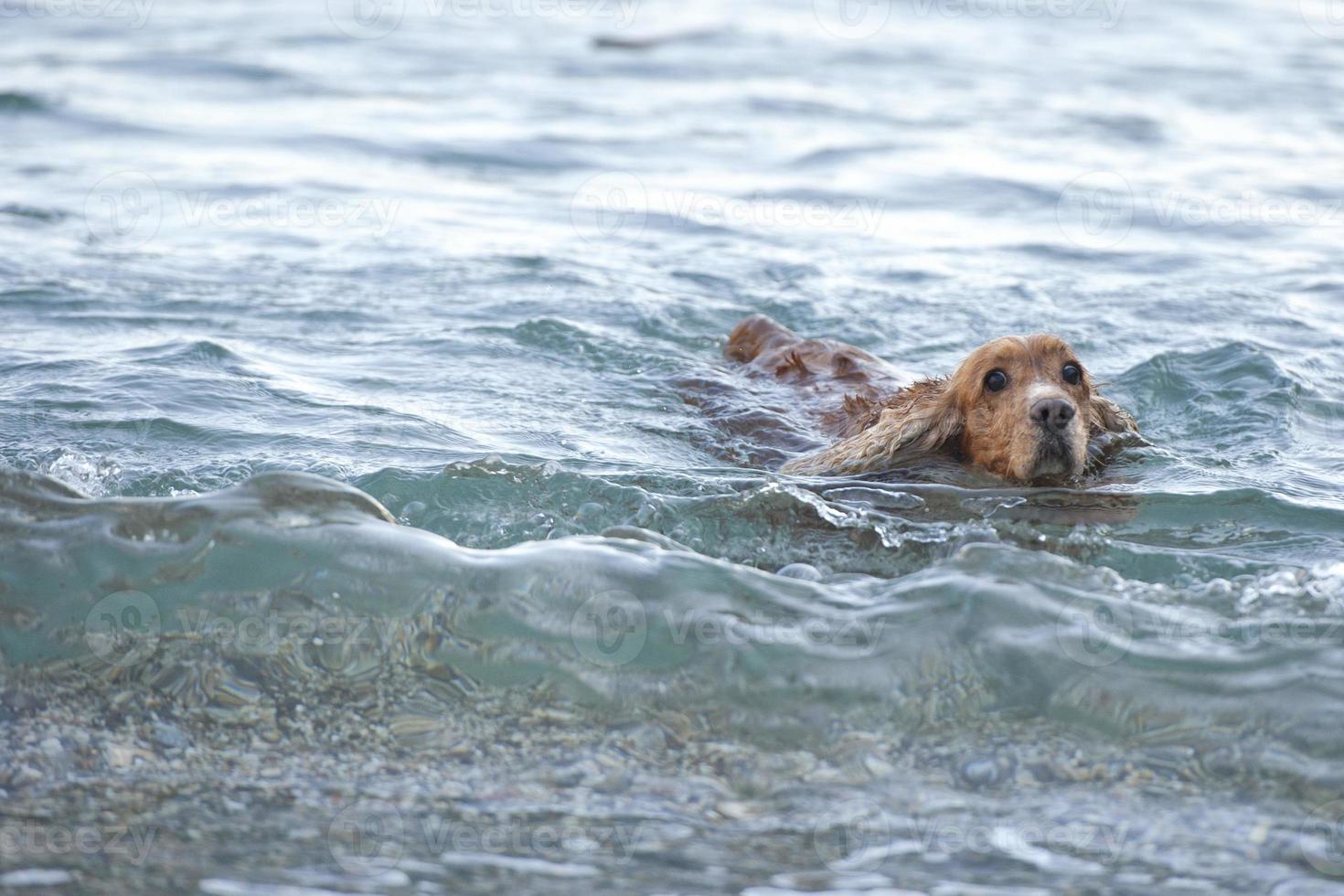 Puppy dog cocker spaniel playing on the beach photo