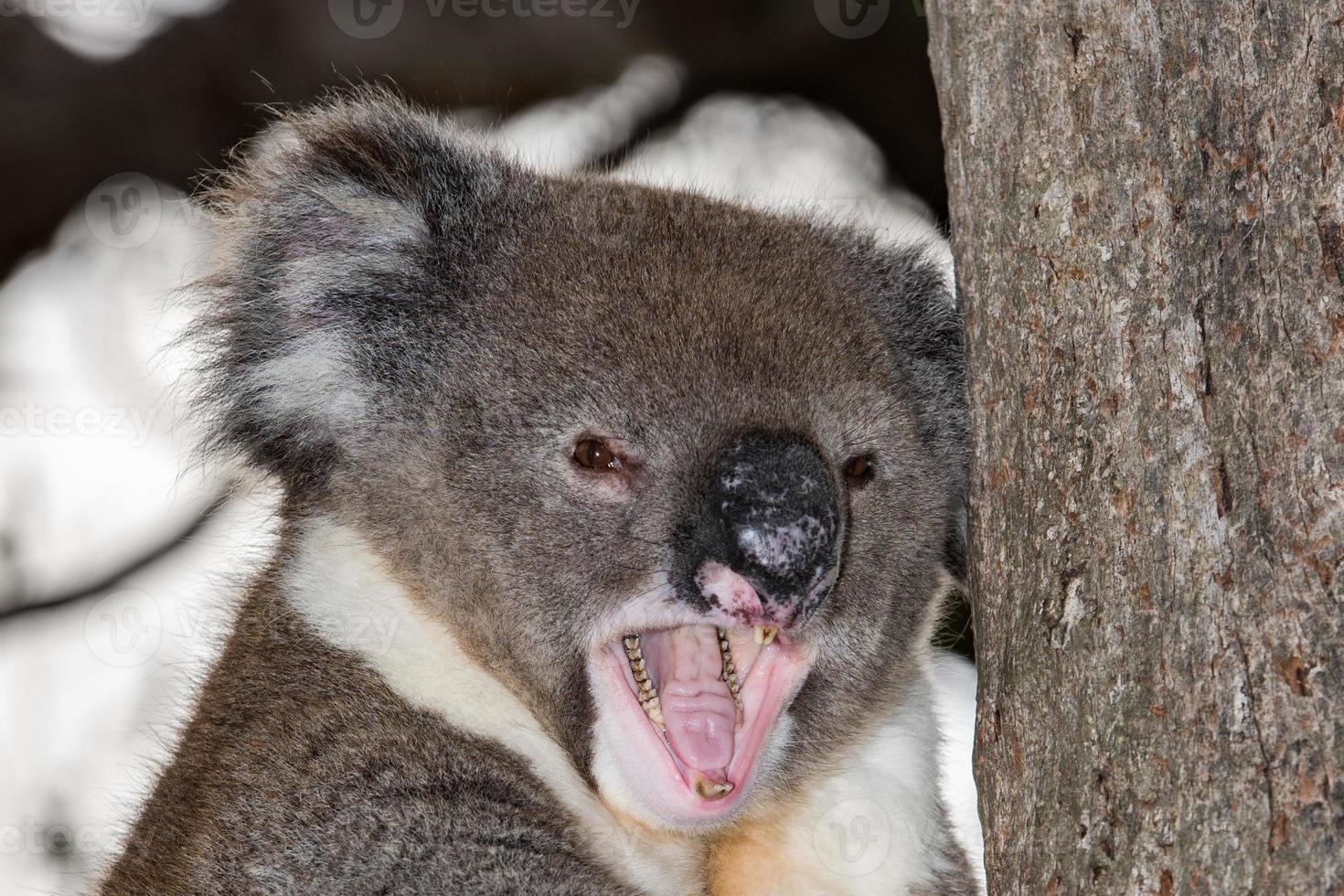 Wild koala on a tree while yawning photo