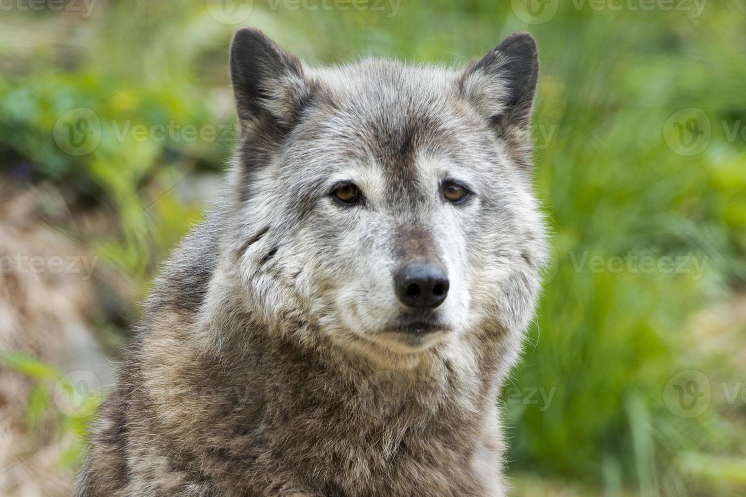 lobo gris mientras te mira foto