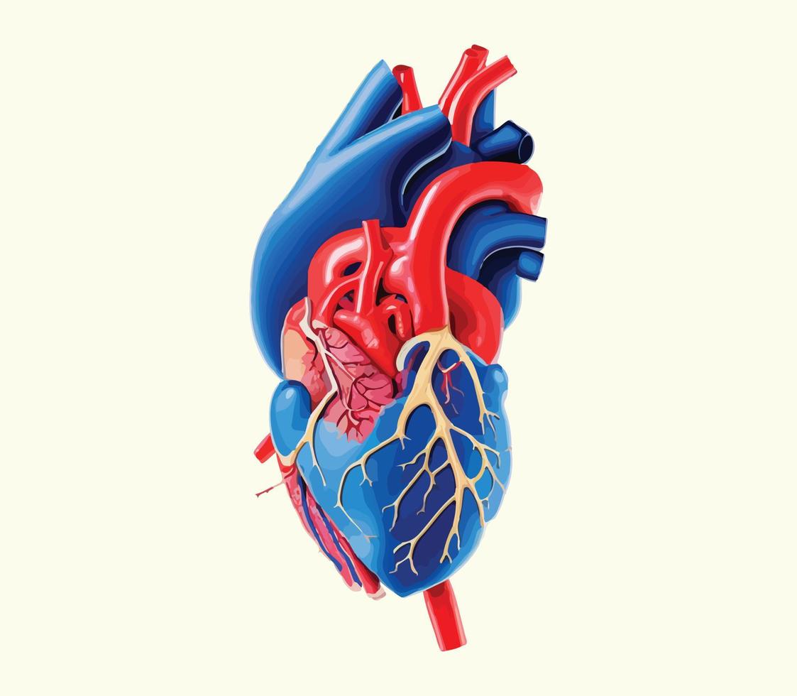 human heart model illustration vector