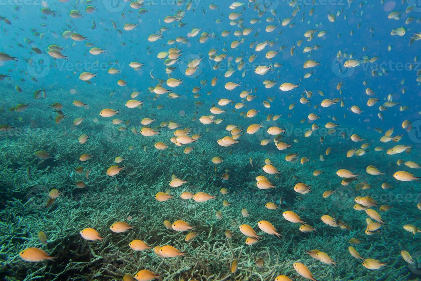 Maldives corals house for Fishes photo