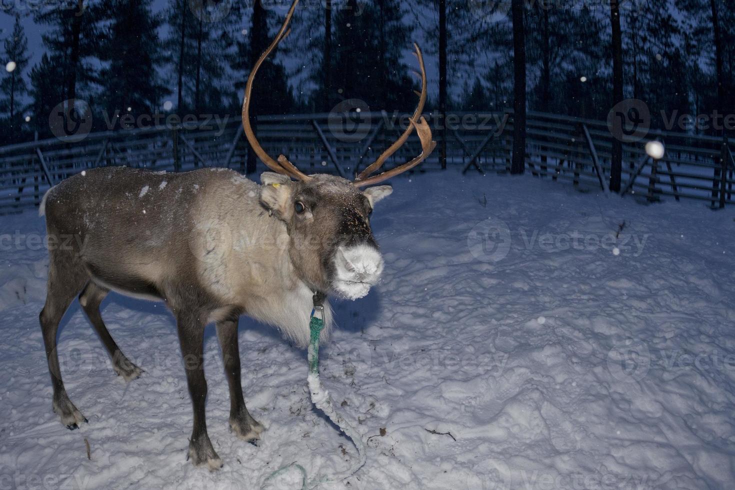 reindeer portrait in winter snow time photo