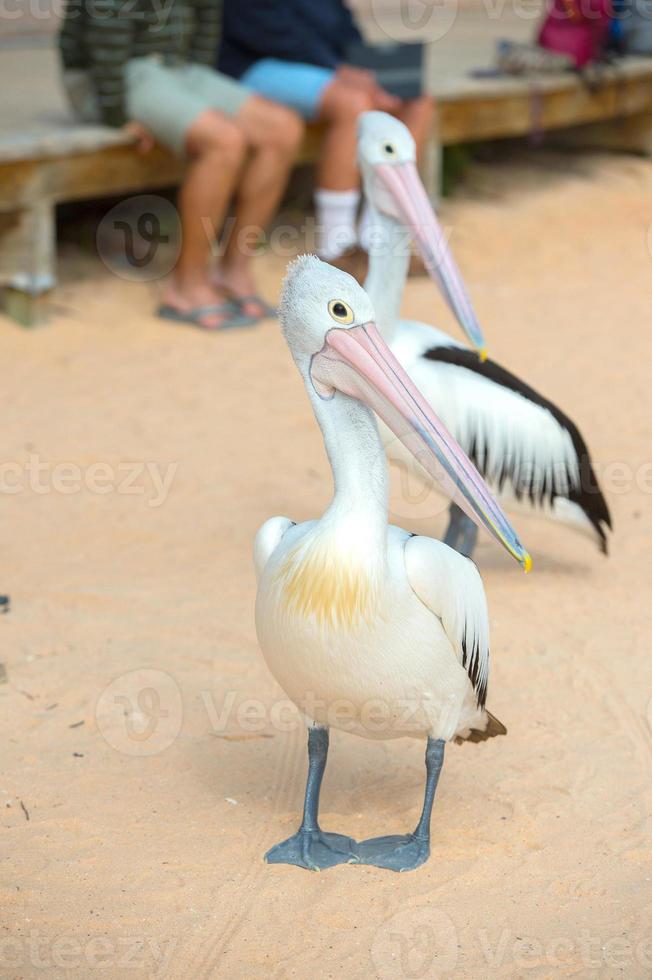 Pelican close up portrait on the beach photo