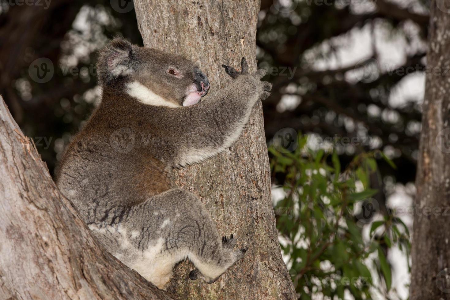 koala salvaje en un árbol mientras te mira foto