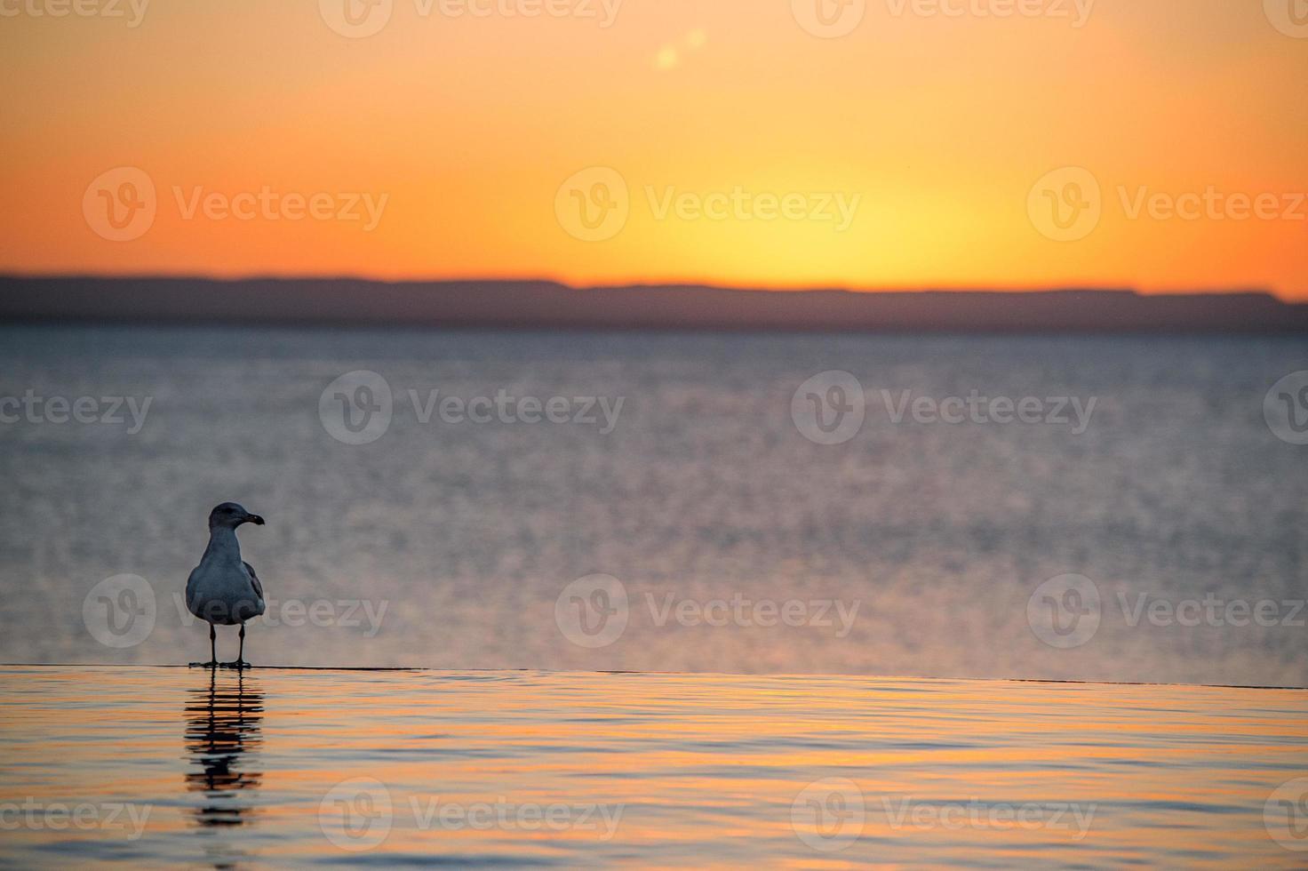 seagull on sandy beach at sunset photo