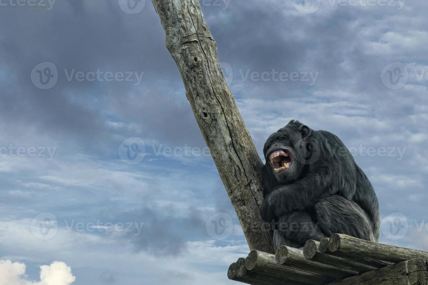Ape chimpanzee monkey while yawning photo