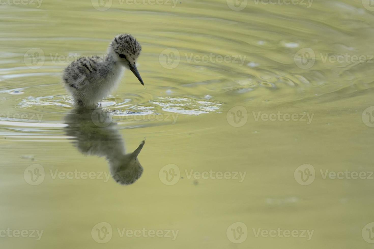 young puppy black-winged stilt photo