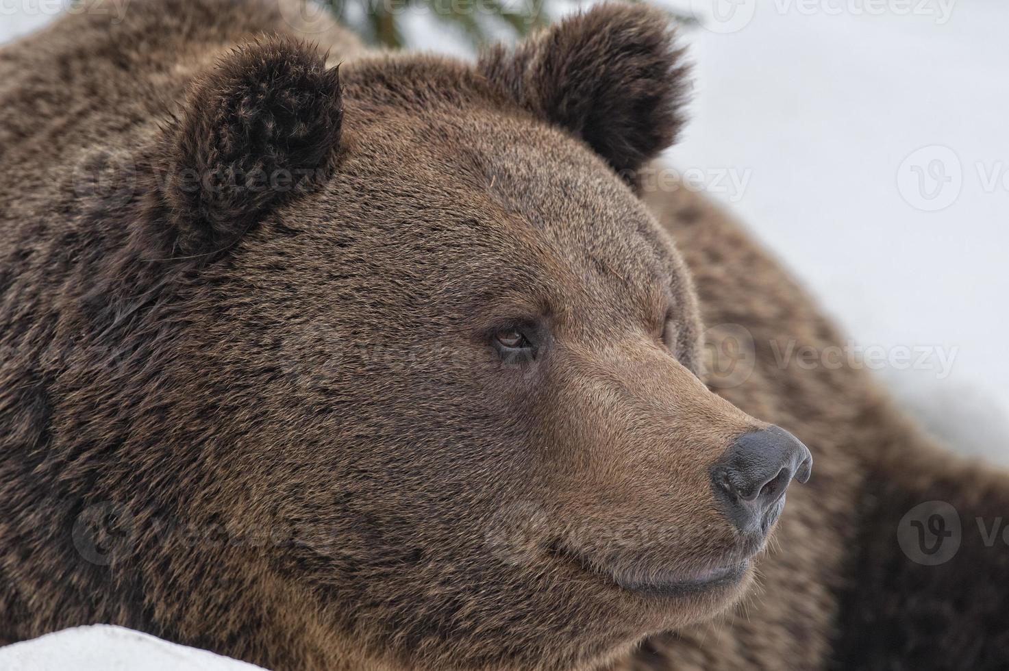 Black bear brown grizzly portrait in the snow while looking at you photo