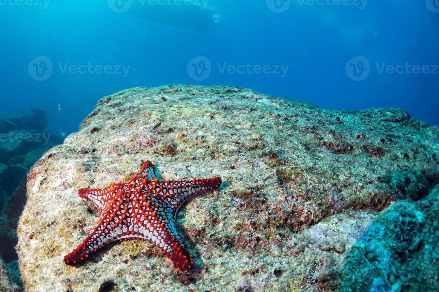 estrellas de mar en un arrecife colorido fondo de paisaje submarino foto