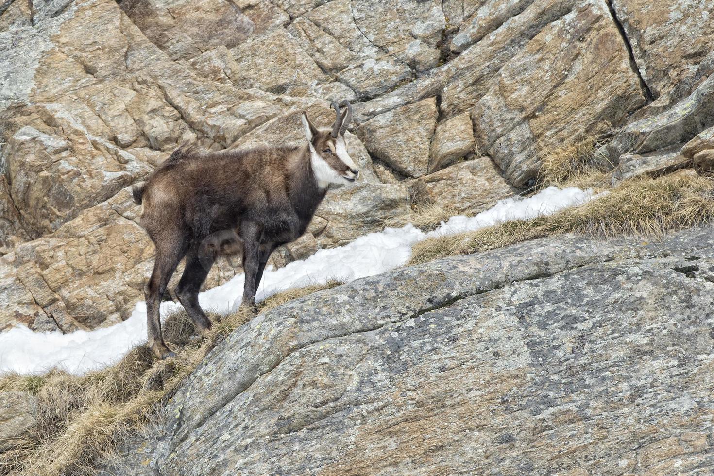 Chamois deer in the rocks background photo