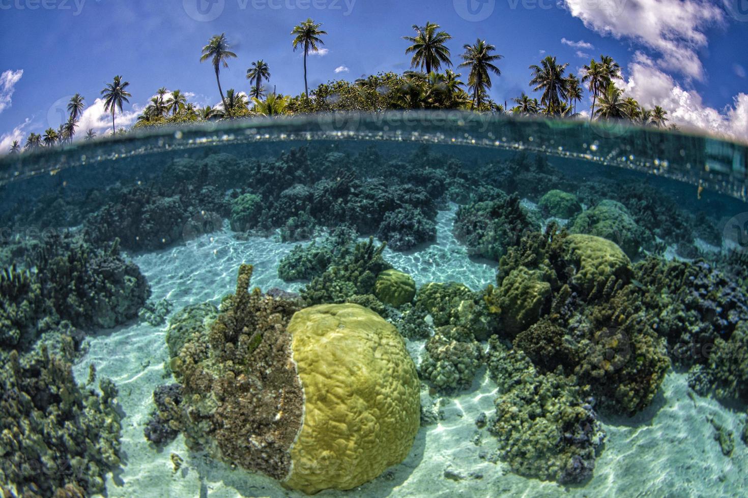 Snorkeling en polinesia francesa laguna de aguas turquesas jardines de coral foto