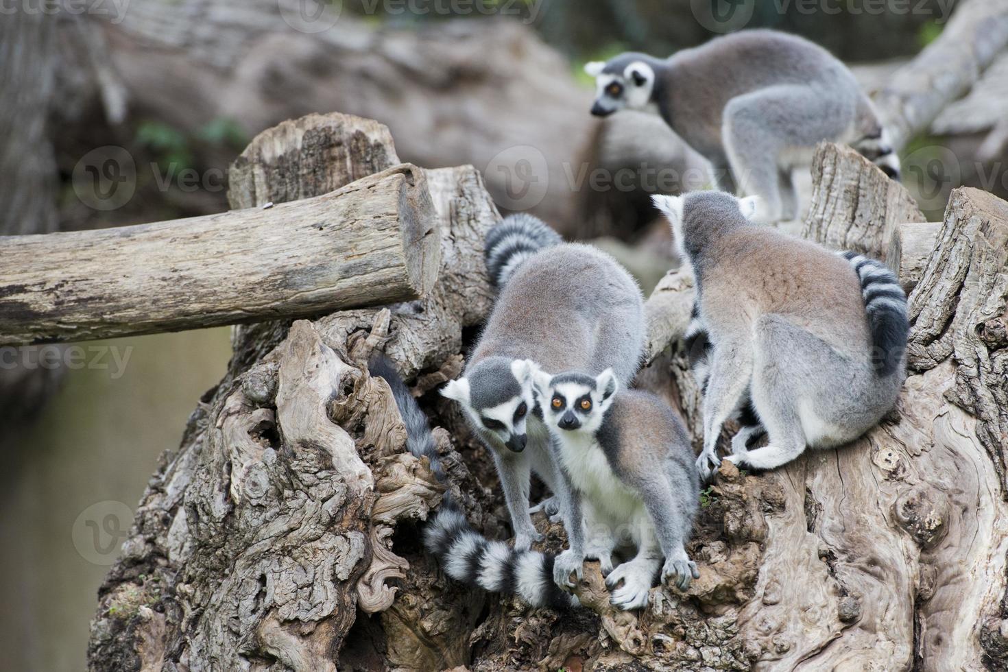 lemur monkey on a tree photo