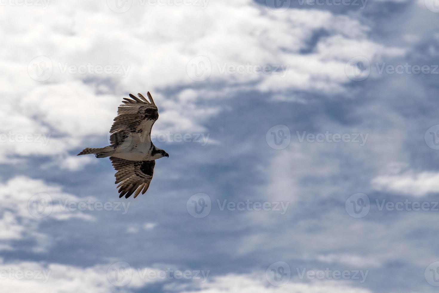 águila pescadora volando al nido foto