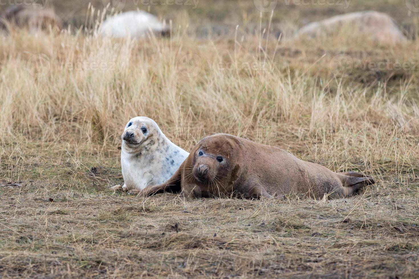 grey seal puppy while relaxing on the beach in Great Britain photo