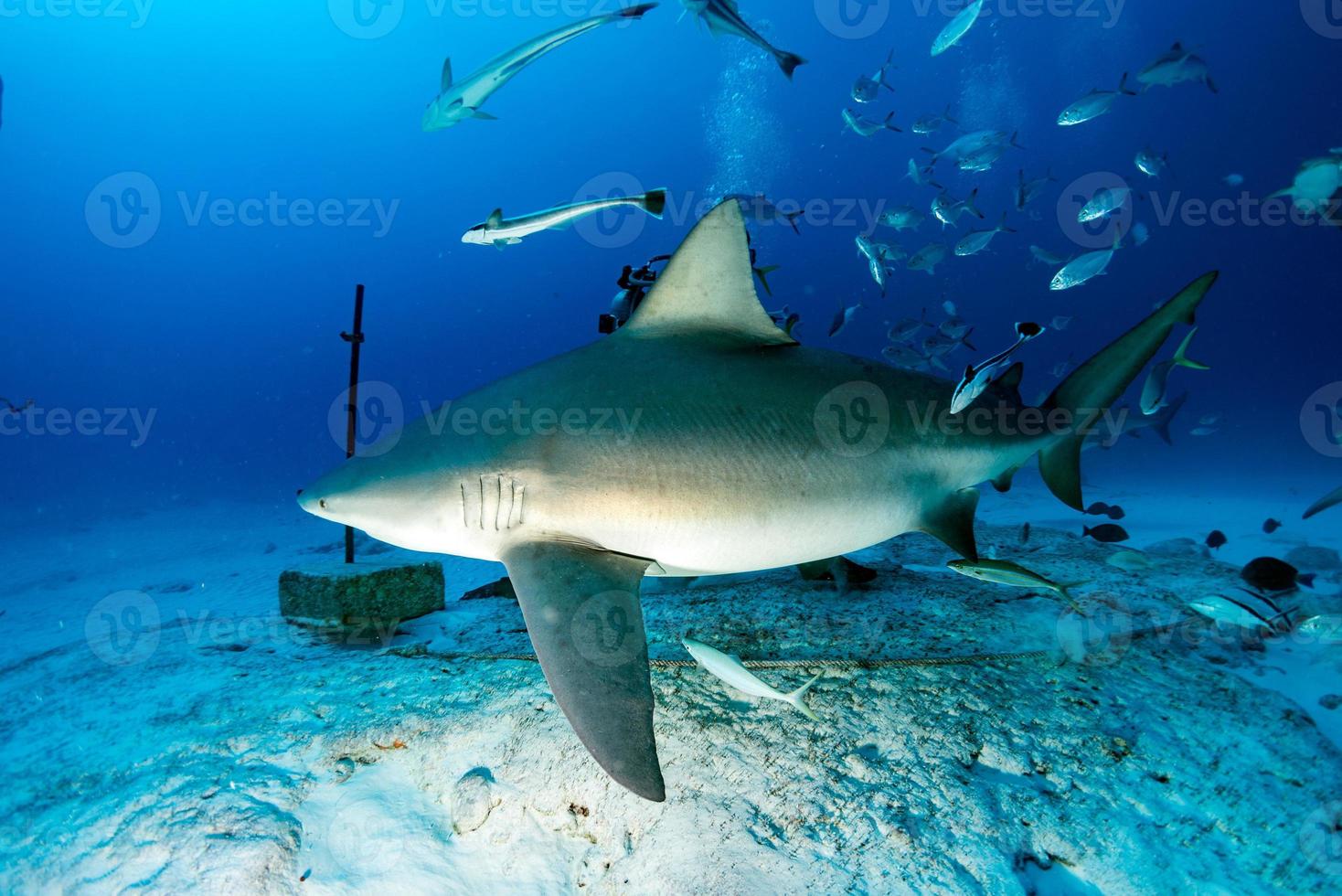 bull shark while ready to attack while feeding photo