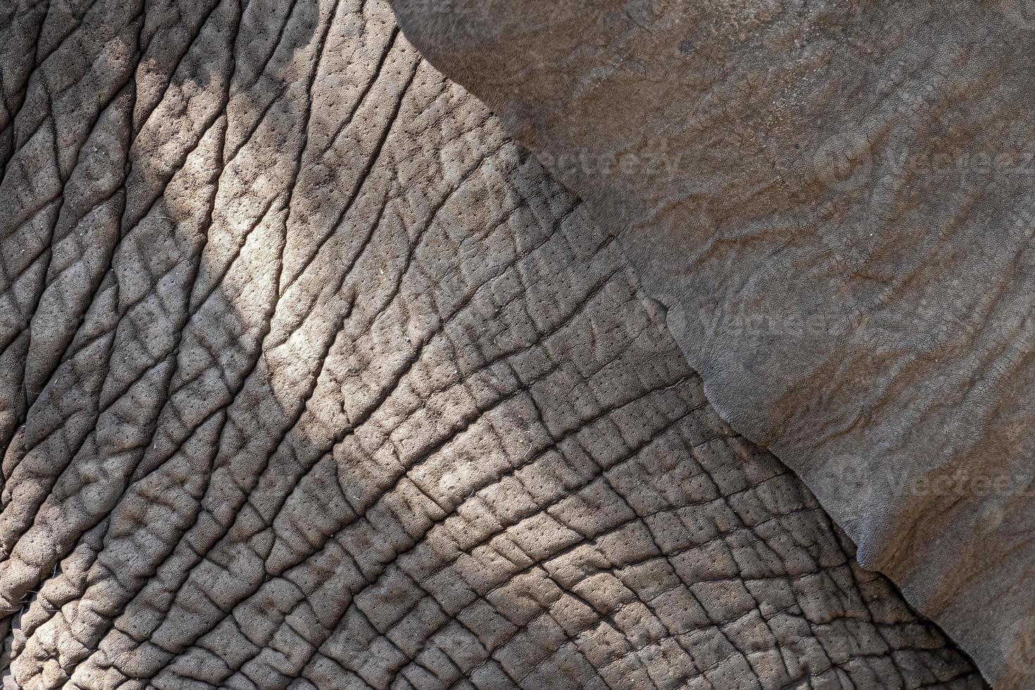 elephant skin close up detail photo