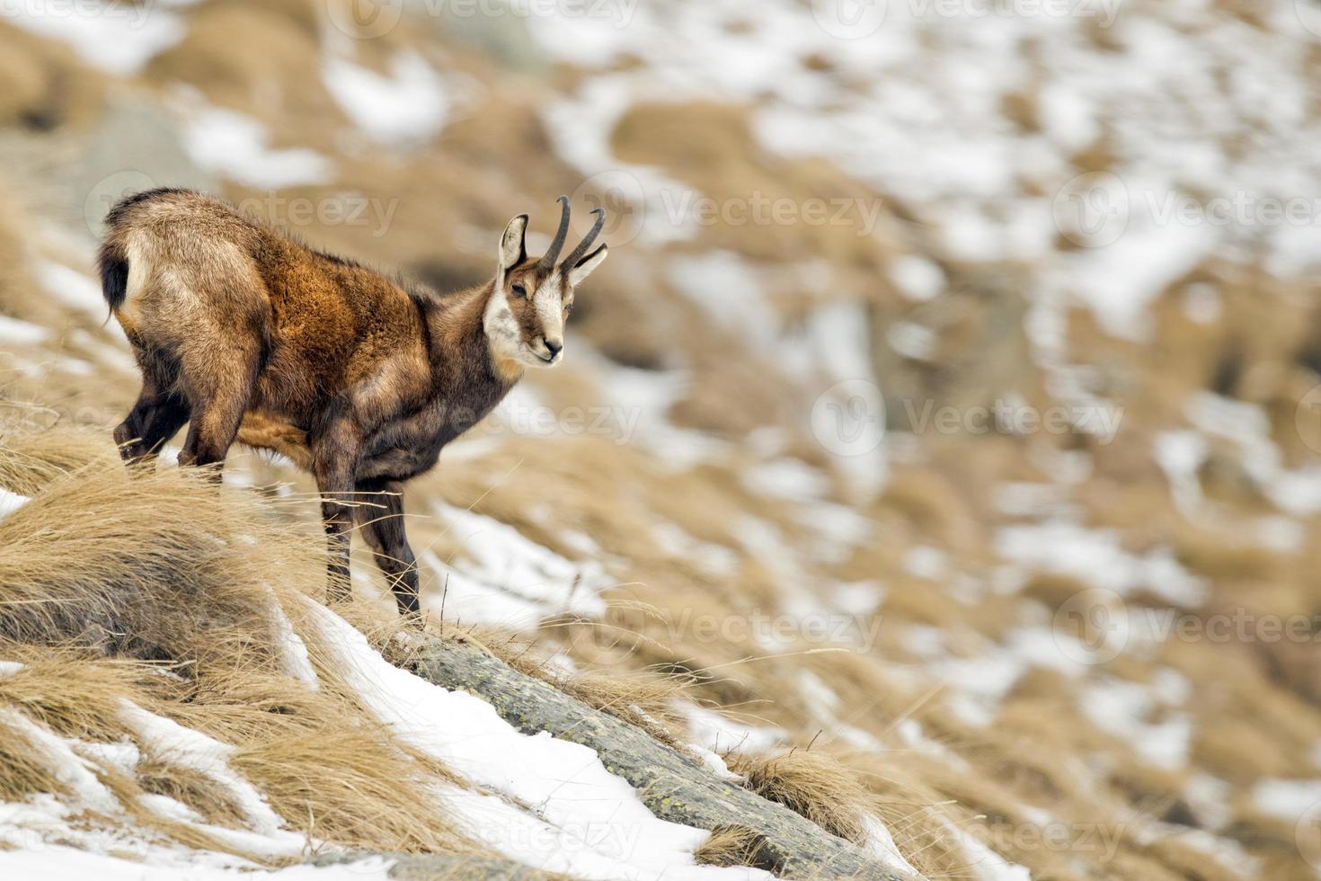 Chamois deer in the snow background photo