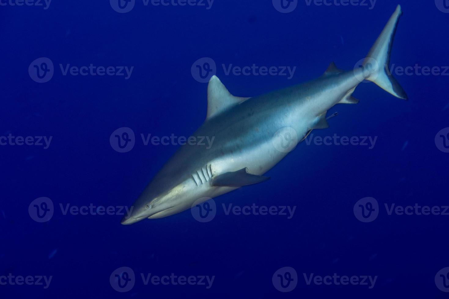 tiburón gris listo para atacar bajo el agua foto