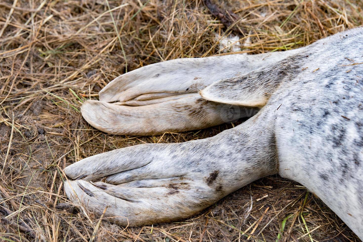 grey seal puppy fin detail photo