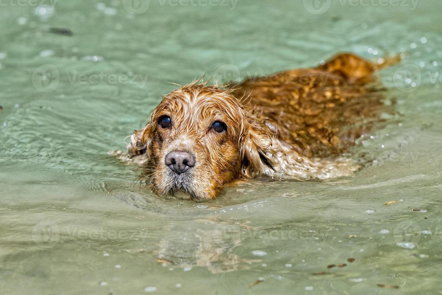 Dog Puppy cocker spaniel playing in the water photo