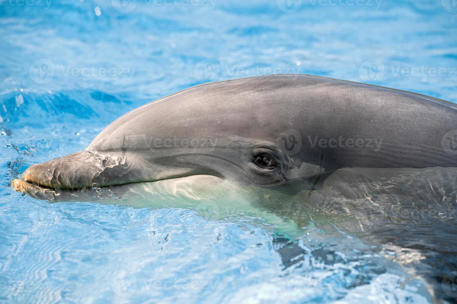 dolphin portrait looking at you photo