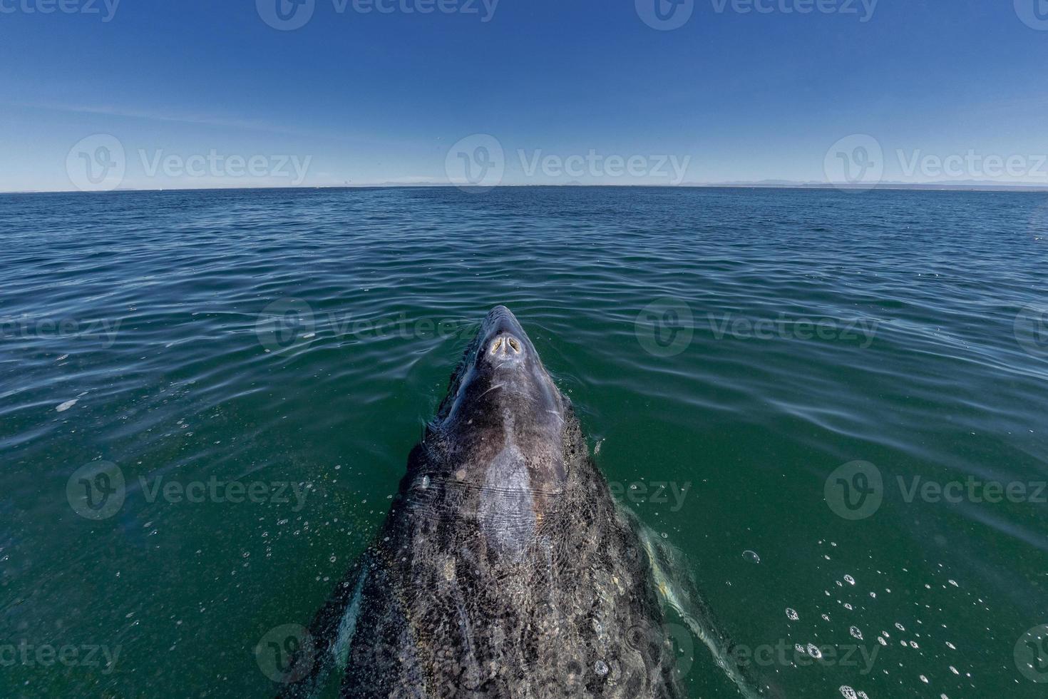 grey whale nose travelling pacific ocean photo